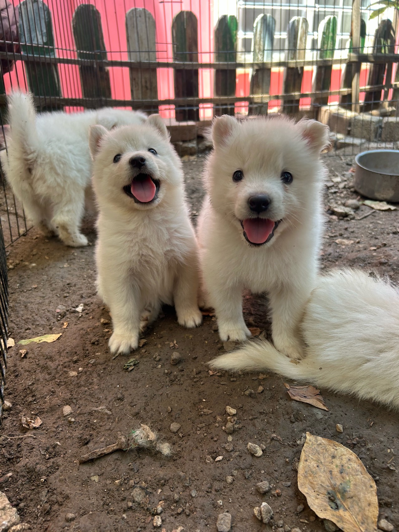 KARTOPU Samoyed yavru 1