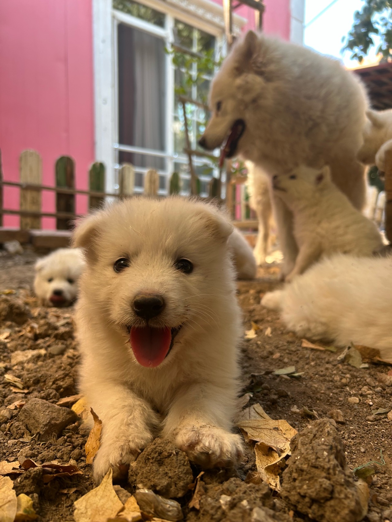 KARTOPU Samoyed yavru 2