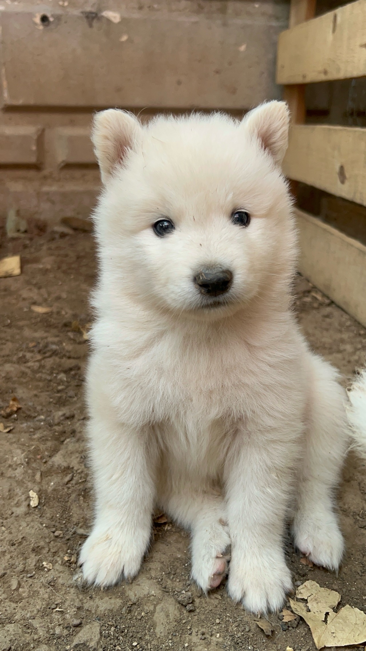 KARTOPU Samoyed yavru 3