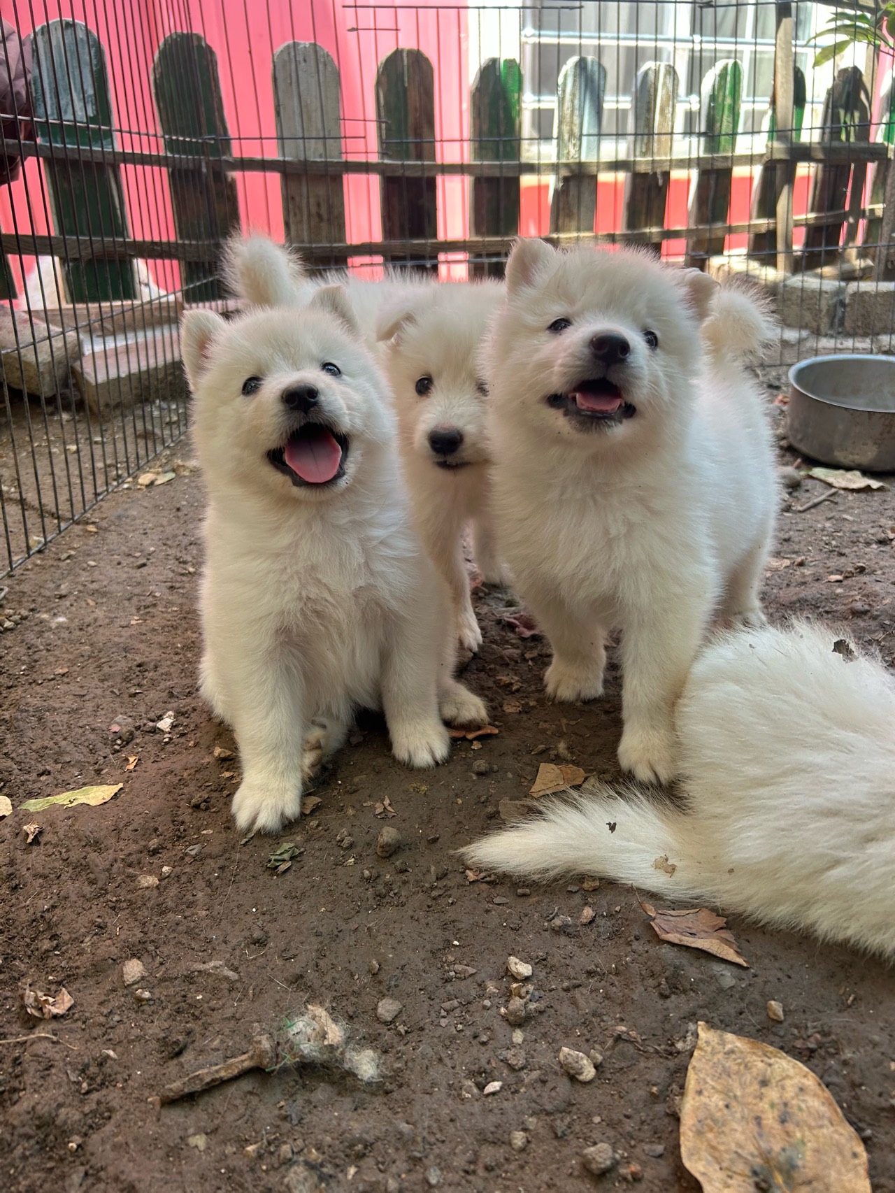 KARTOPU Samoyed yavru 4