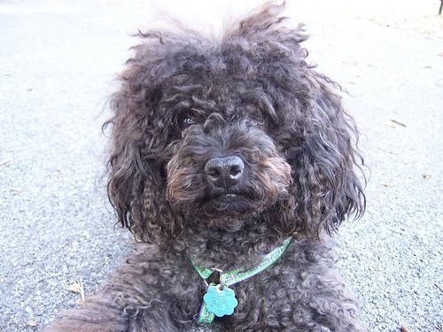 Toy Poodle erkek yavru, mikroçipli ve karnesi tam