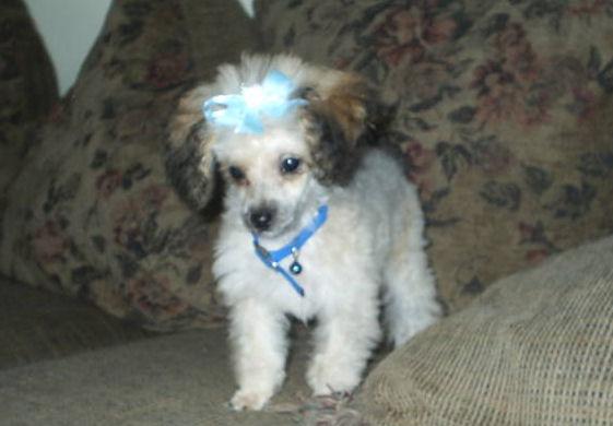 Toy Poodle erkek yavru, mikroçipli ve karnesi tam 2