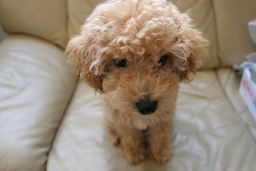 Toy Poodle erkek yavru, mikroçipli ve karnesi tam 3