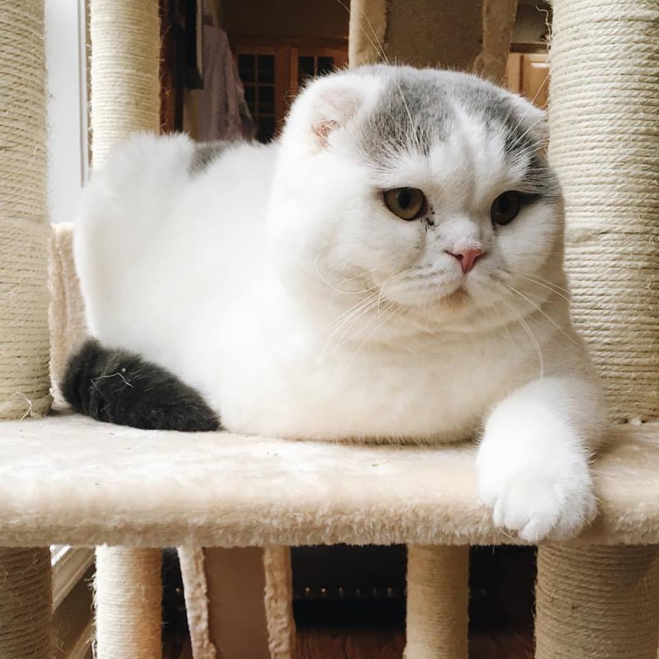 Scottish Fold dişi yavru, aşıları tam