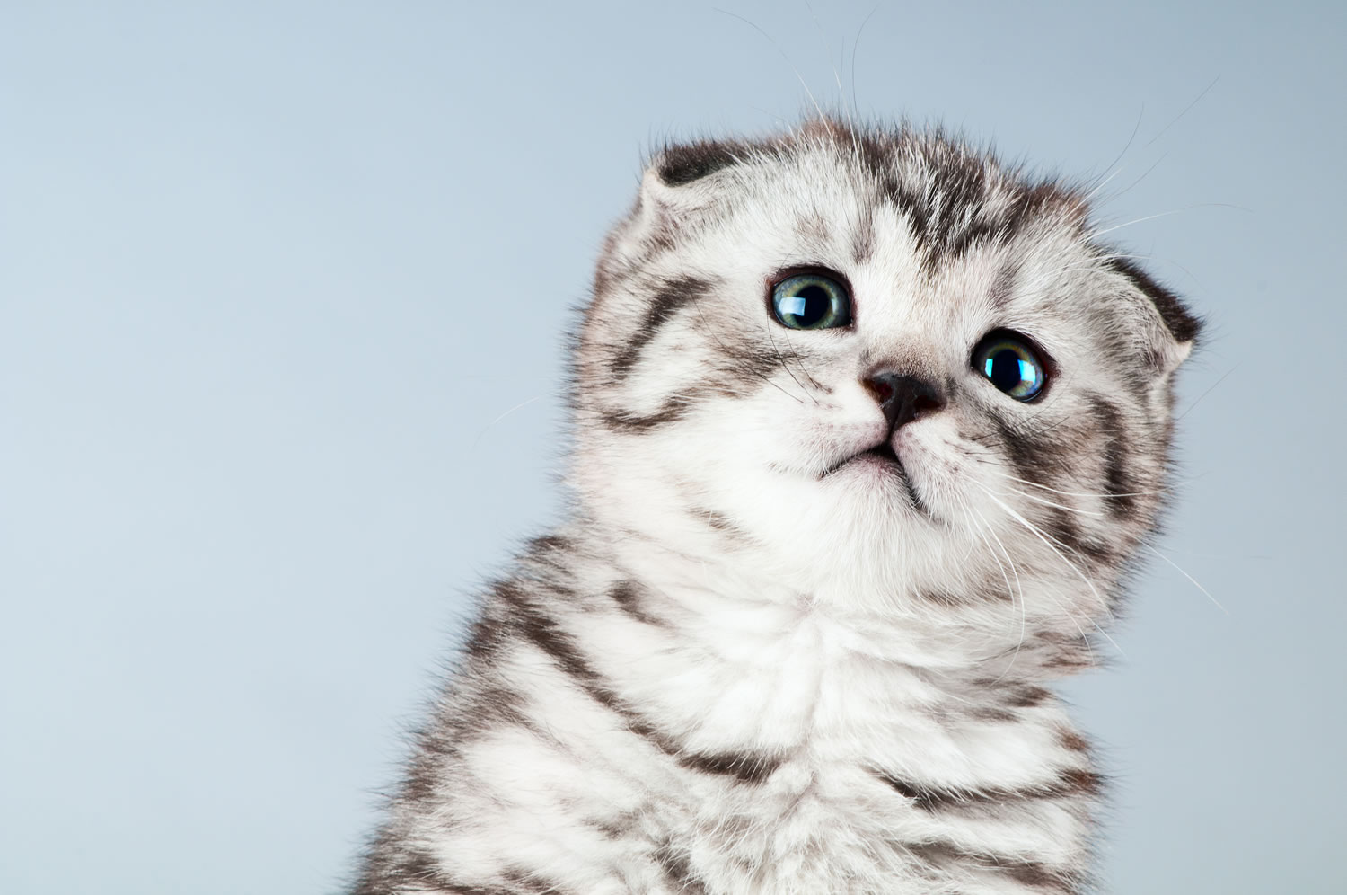 Scottish Fold dişi yavru, aşıları tam 2