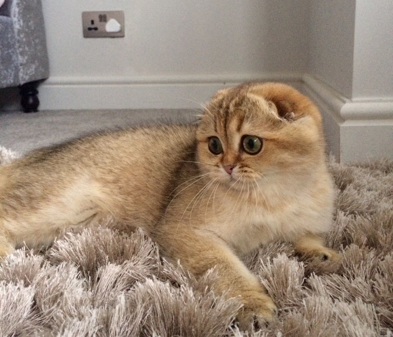 Scottish Fold dişi yavru, aşıları tam 3