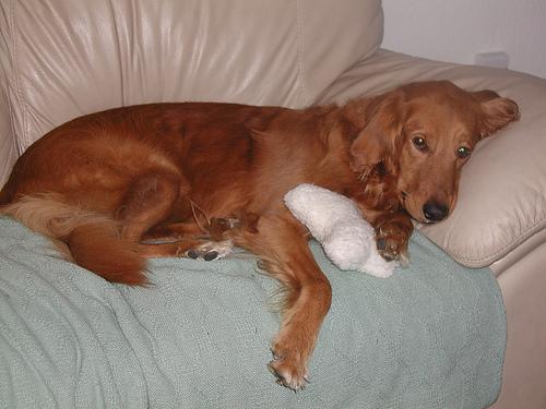 Golden Retriever yavrularımız yuva arıyor