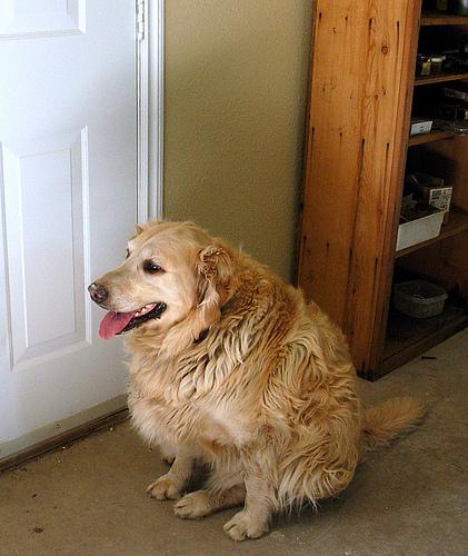 Golden Retriever yavrularımız yuva arıyor 2
