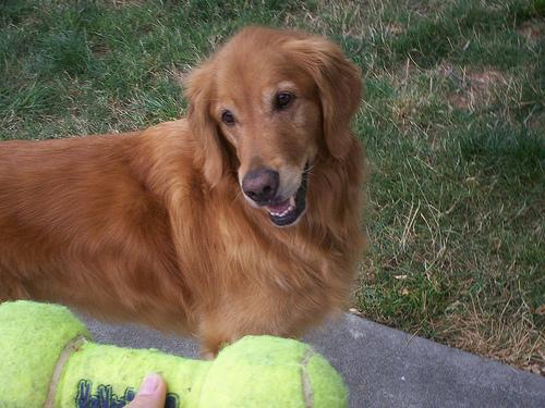 Golden Retriever yavrularımız yuva arıyor 3
