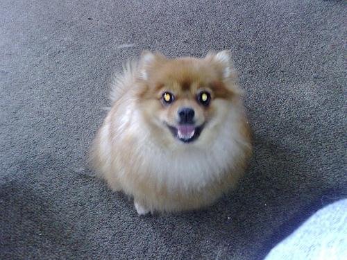 Pomeranian Boo 1 yaşında, eşyalarıyla birlikte