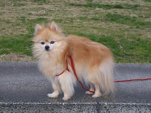 Pomeranian Boo 1 yaşında, eşyalarıyla birlikte 2