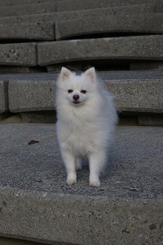 Pomeranian Boo 1 yaşında, eşyalarıyla birlikte 3