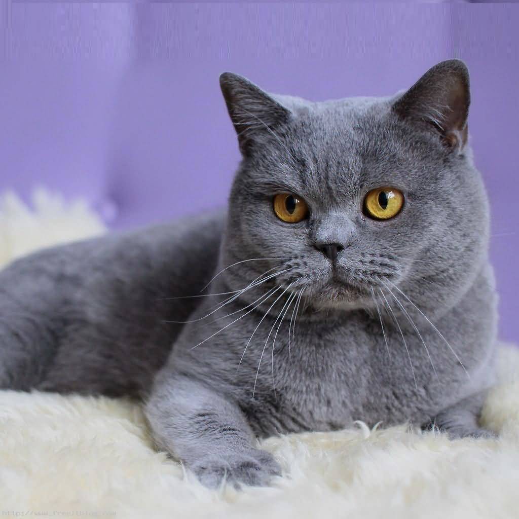 Sevimli British Shorthair yavrusu yeni yuvasını arıyor