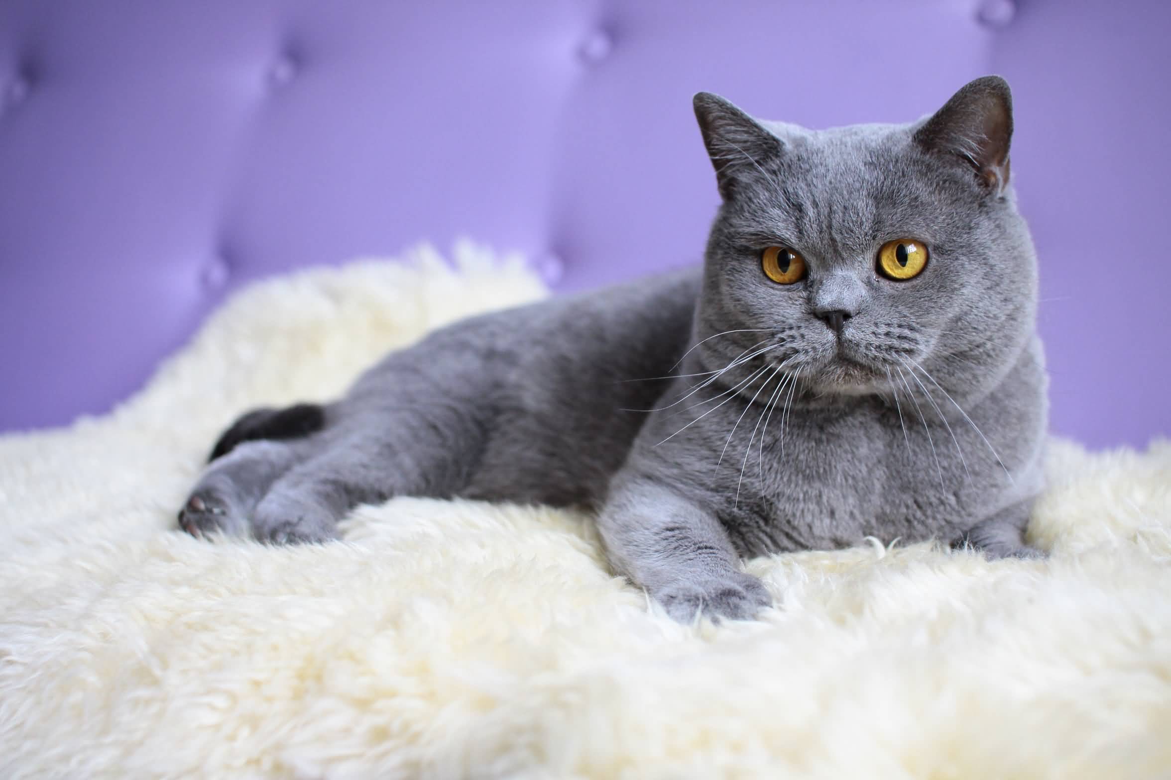 Sevimli British Shorthair yavrusu yeni yuvasını arıyor 2