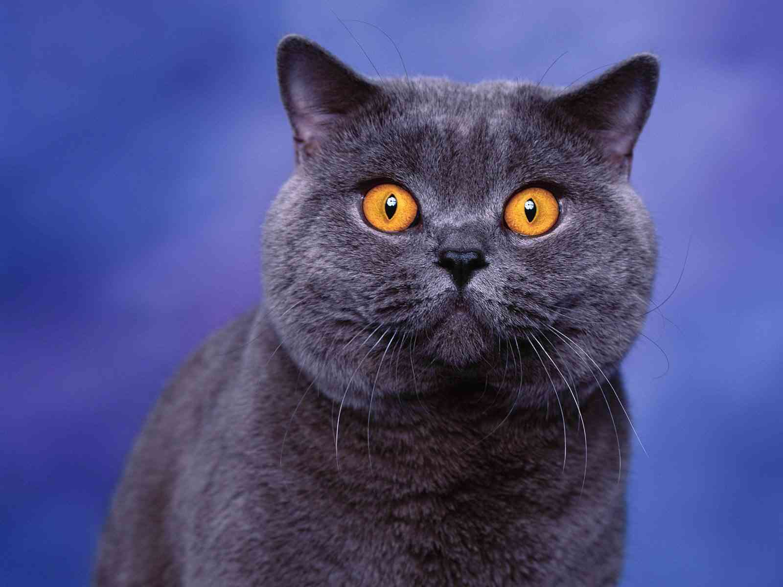 Sevimli British Shorthair yavrusu yeni yuvasını arıyor 3