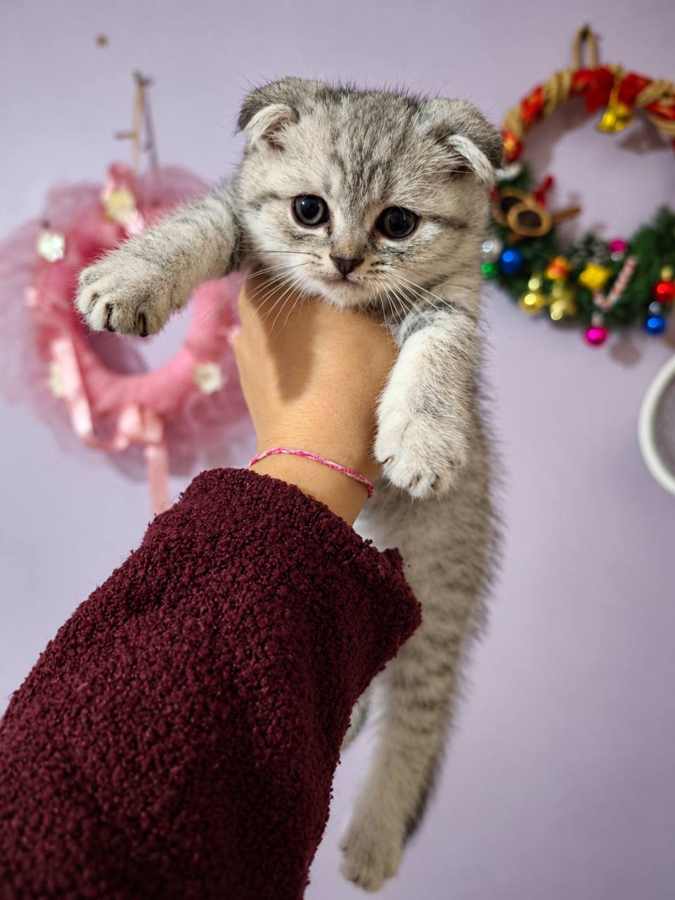 Scottish fold 2  aylık - Scottish Fold - İstanbul