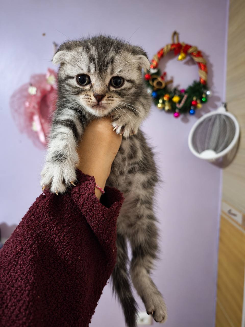 Scottish fold 2 aylık - Scottish Fold - İstanbul 2