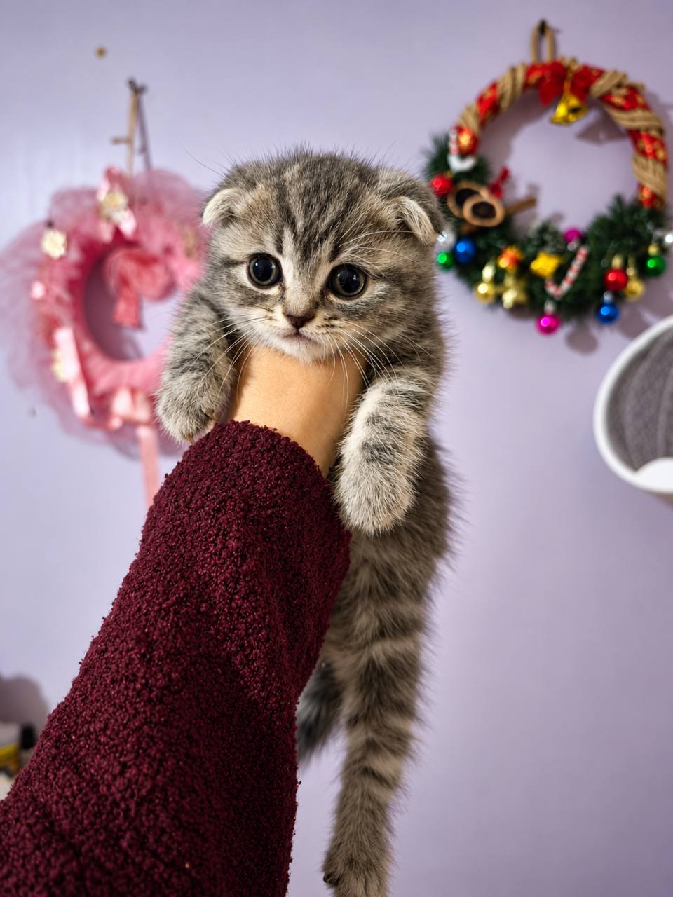 Scottish fold 2 aylık - Scottish Fold - İstanbul 3