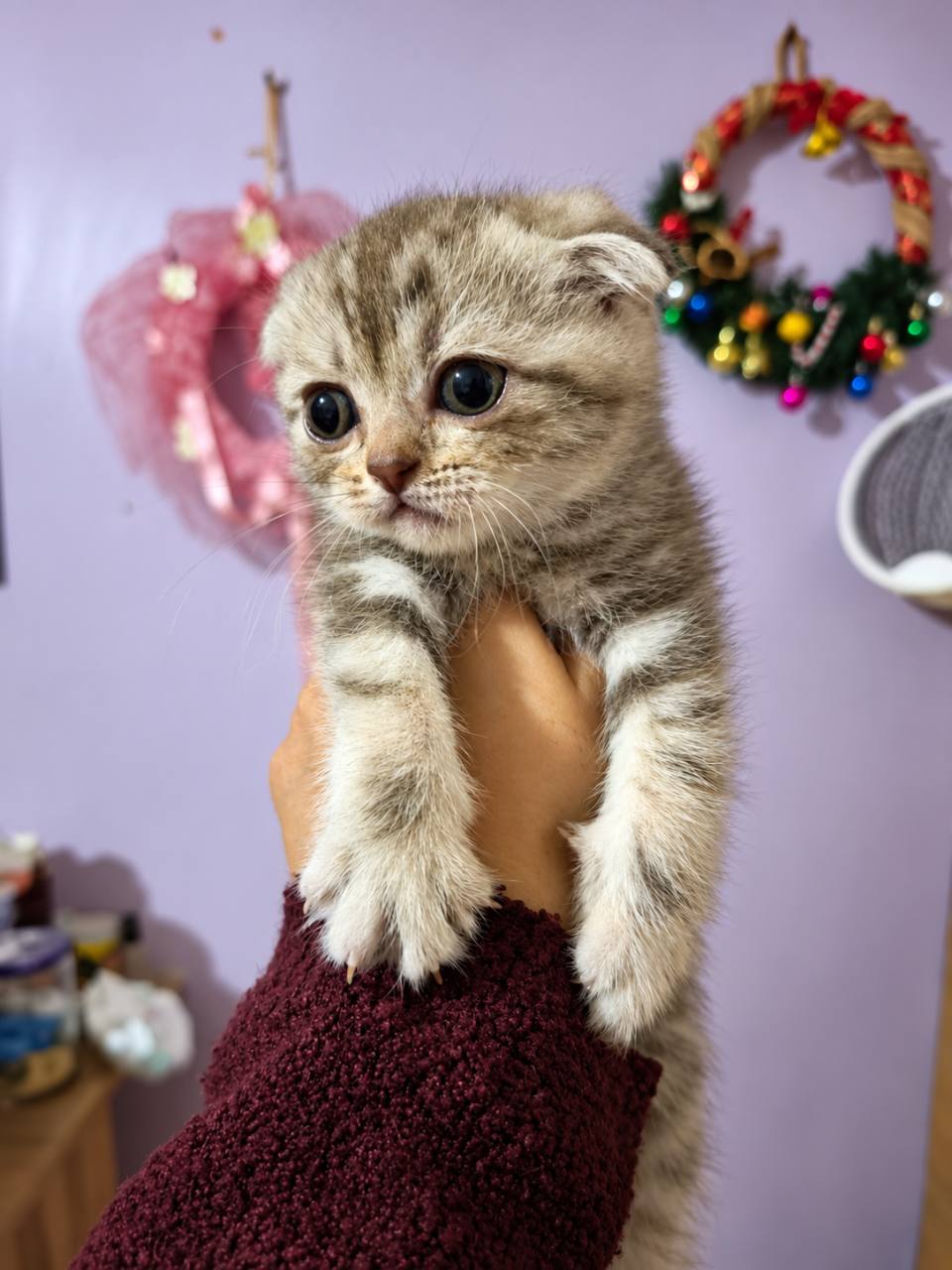 Scottish fold 2 aylık - Scottish Fold - İstanbul 4