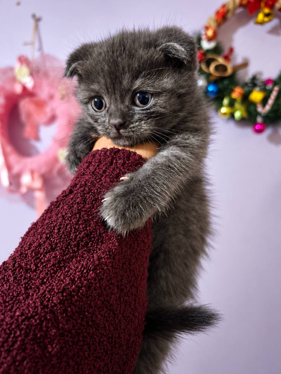 Scottish fold 2 aylık - Scottish Fold - İstanbul 5