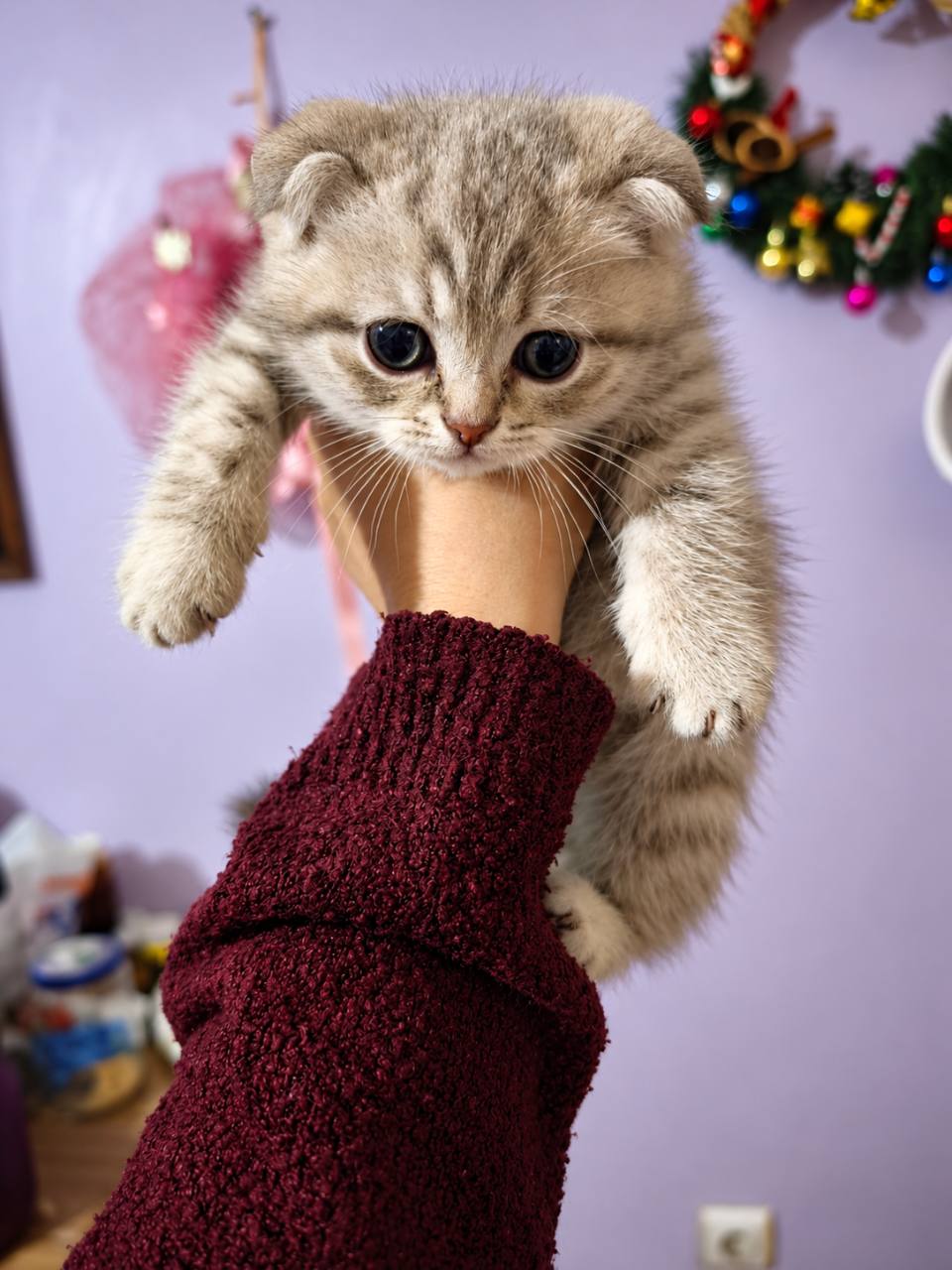 Scottish fold 2 aylık - Scottish Fold - İstanbul 6