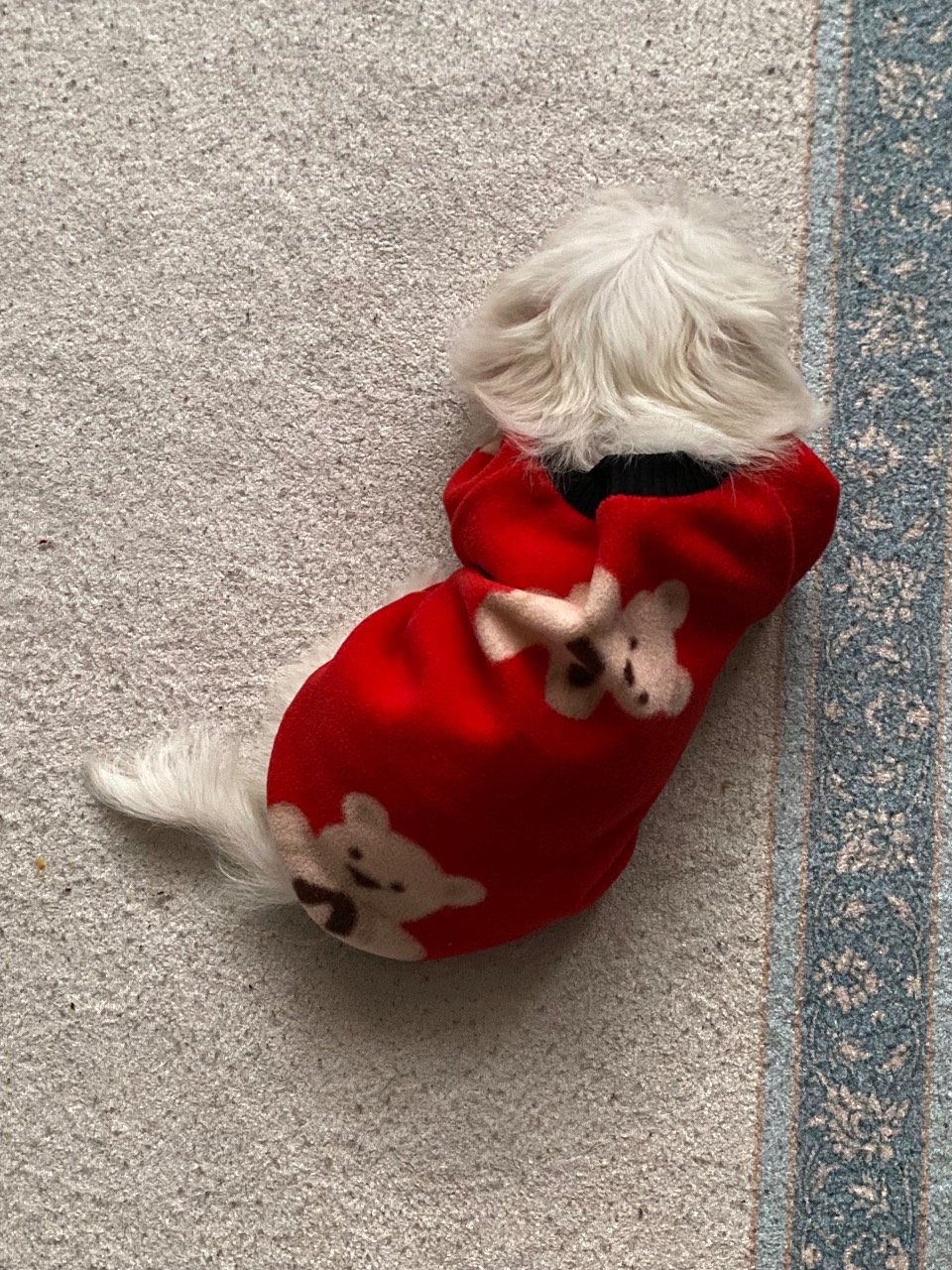 Detaylar konuşulur - Maltese Terrier - Kocaeli