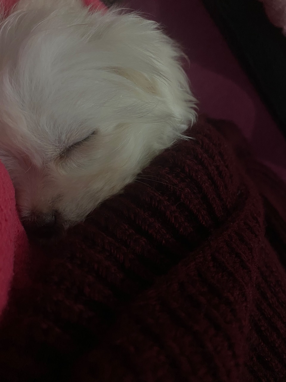 Detaylar konuşulur - Maltese Terrier - Kocaeli 2