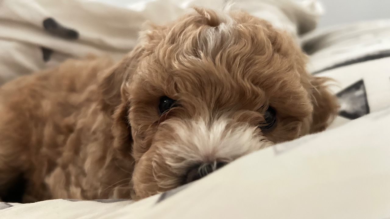40 günlük sevimli toy poodle yavrumuz 1