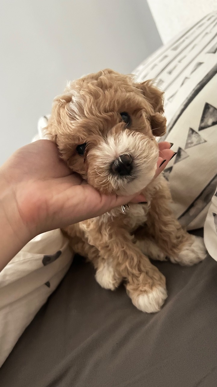40 günlük sevimli toy poodle yavrumuz 2
