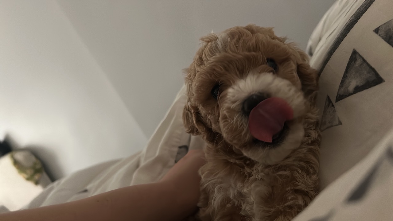 40 günlük sevimli toy poodle yavrumuz 3