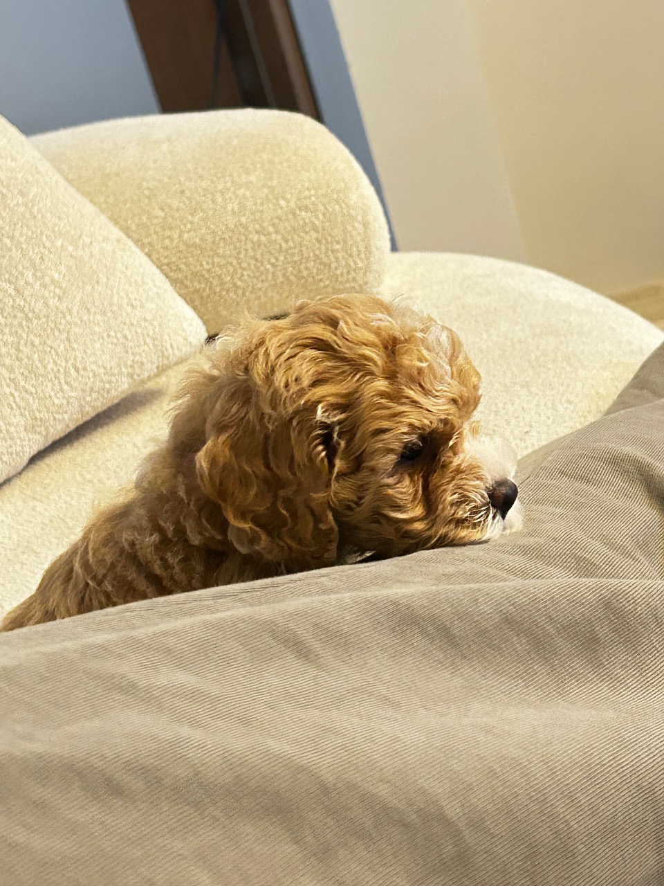 40 günlük sevimli toy poodle yavrumuz 4