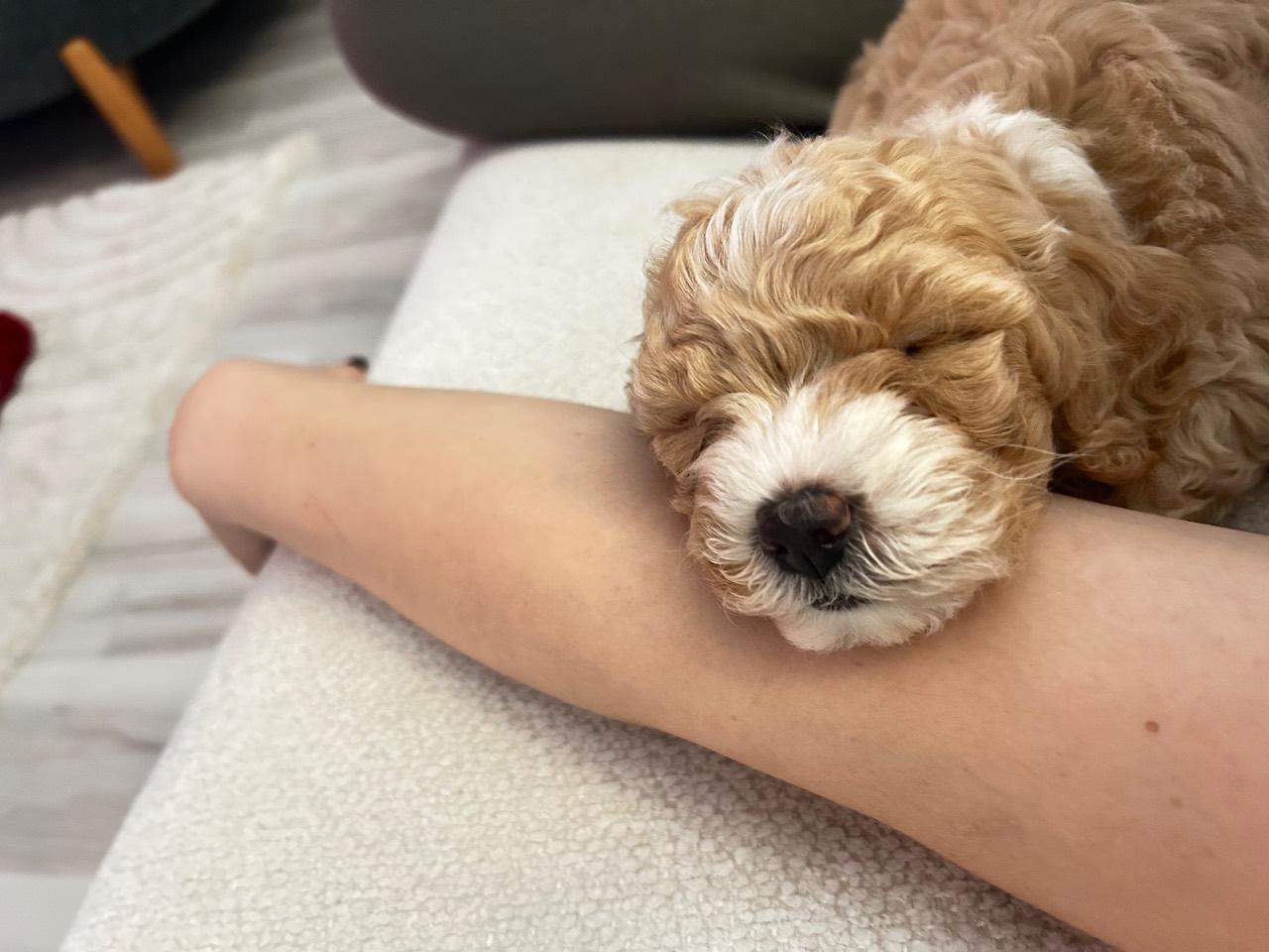 40 günlük sevimli toy poodle yavrumuz 5