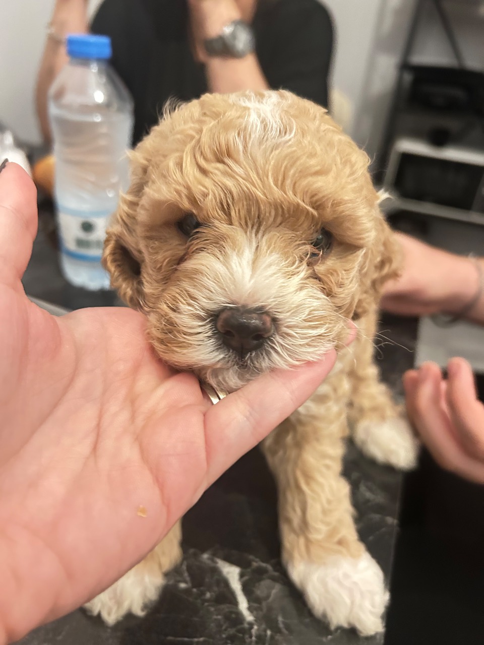 40 günlük sevimli toy poodle yavrumuz 6
